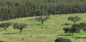 diversidade na floresta