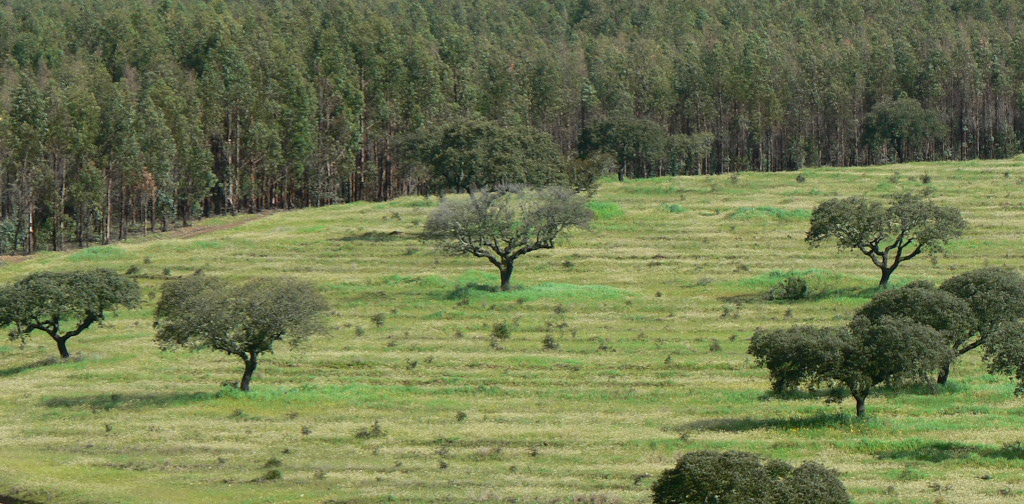 diversidade na floresta