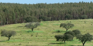 Paisagem Florestal